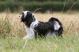TERRIER DU TIBET 108